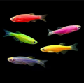 Данио Glofish ассорти